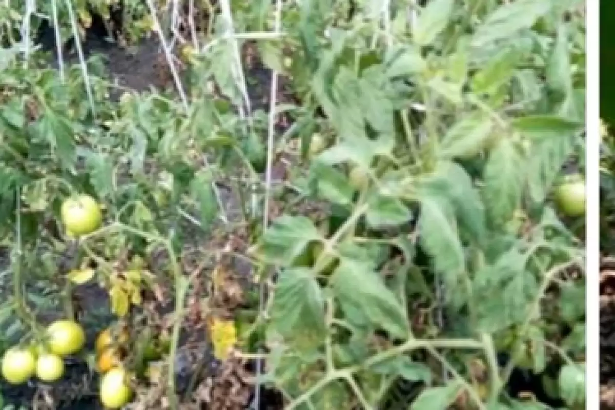 Kirinyaga Sagana Makutano agricultural land for sale in Sagana, Kenya Propscout