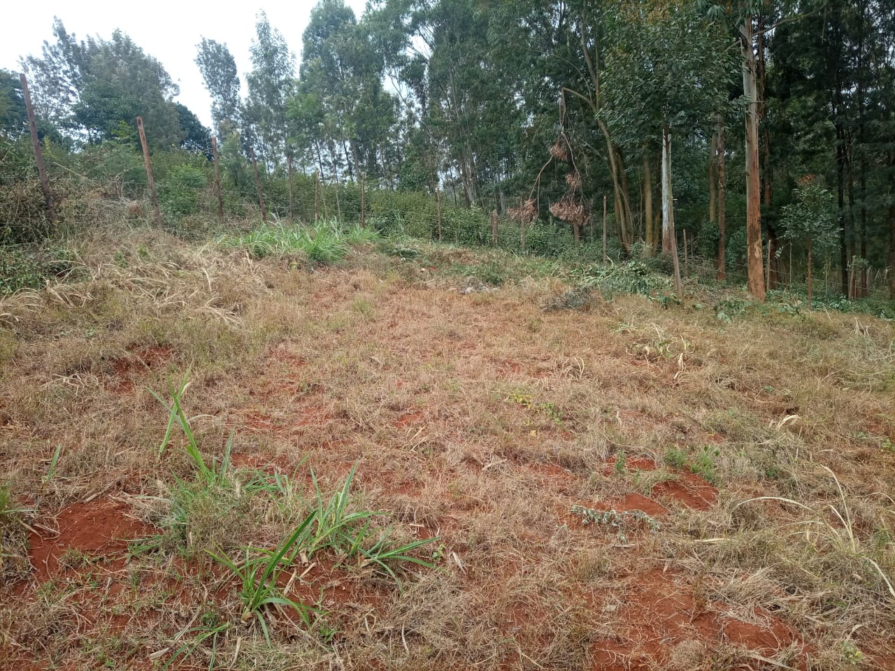 1/4 Acre Fenced Plot For Sale in Gachie