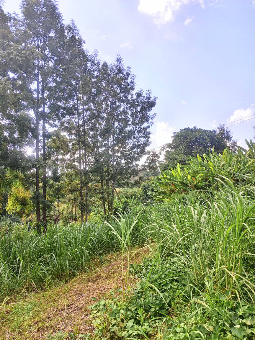 1/4 acre plot at karura ndenderu Image