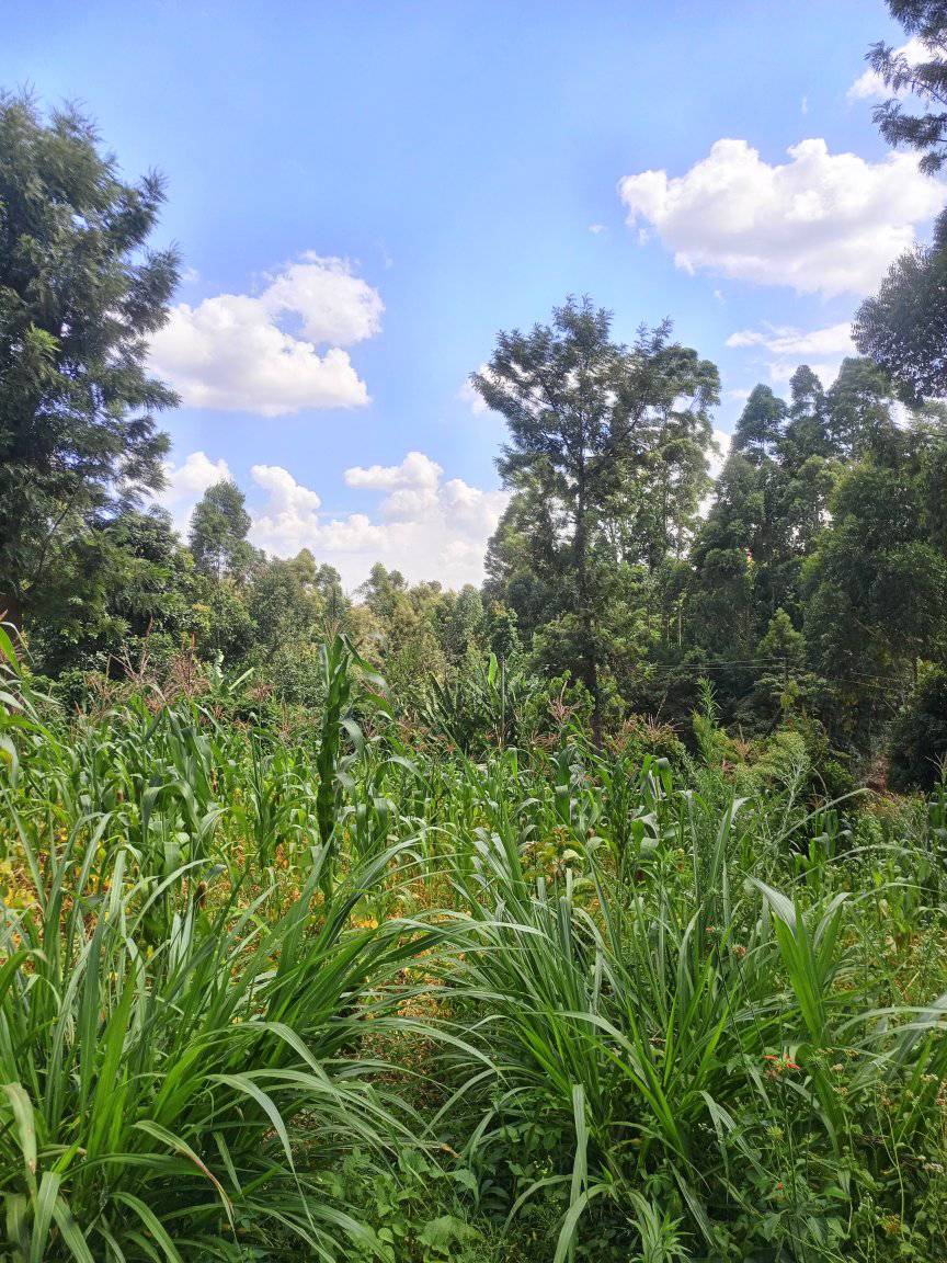 1/4 acre plot at karura ndenderu Image