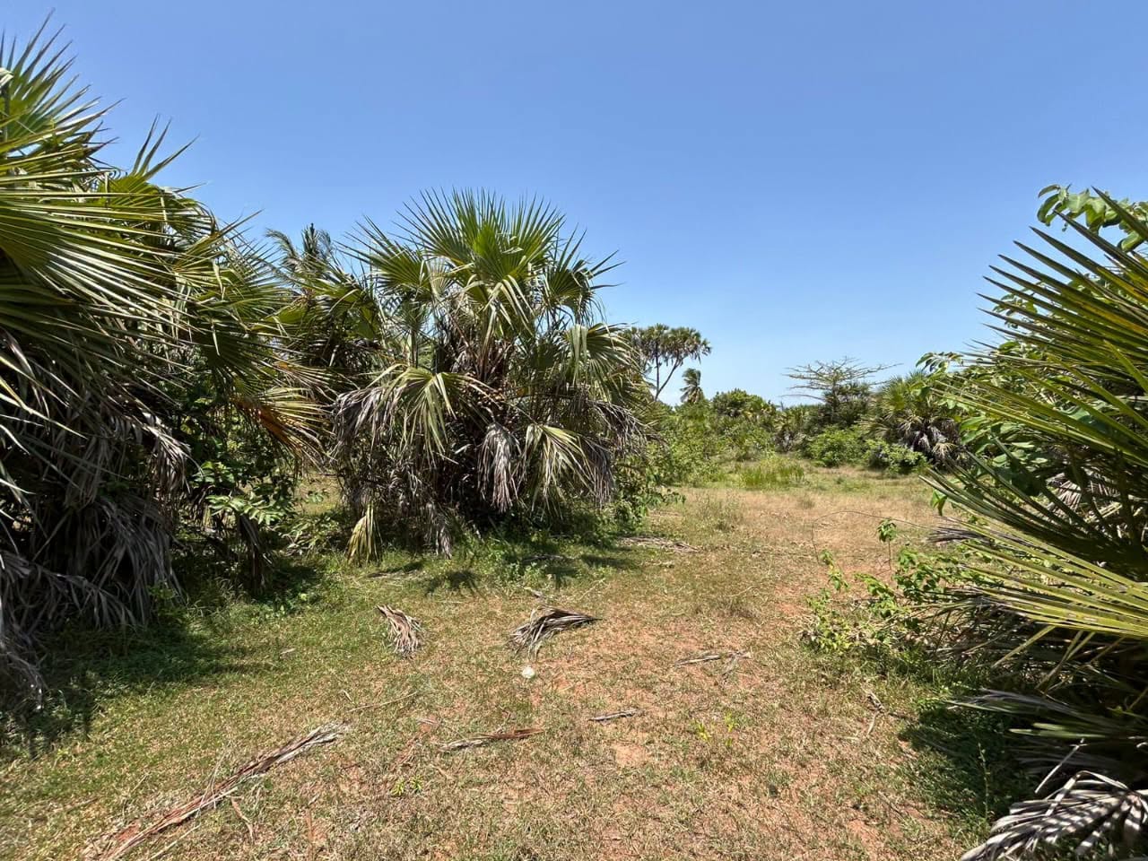 1/4 acre plot for sale in Diani
