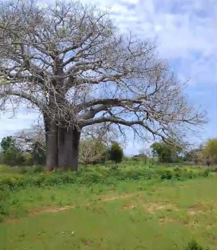 1/4 acre plot for sale in diani Image