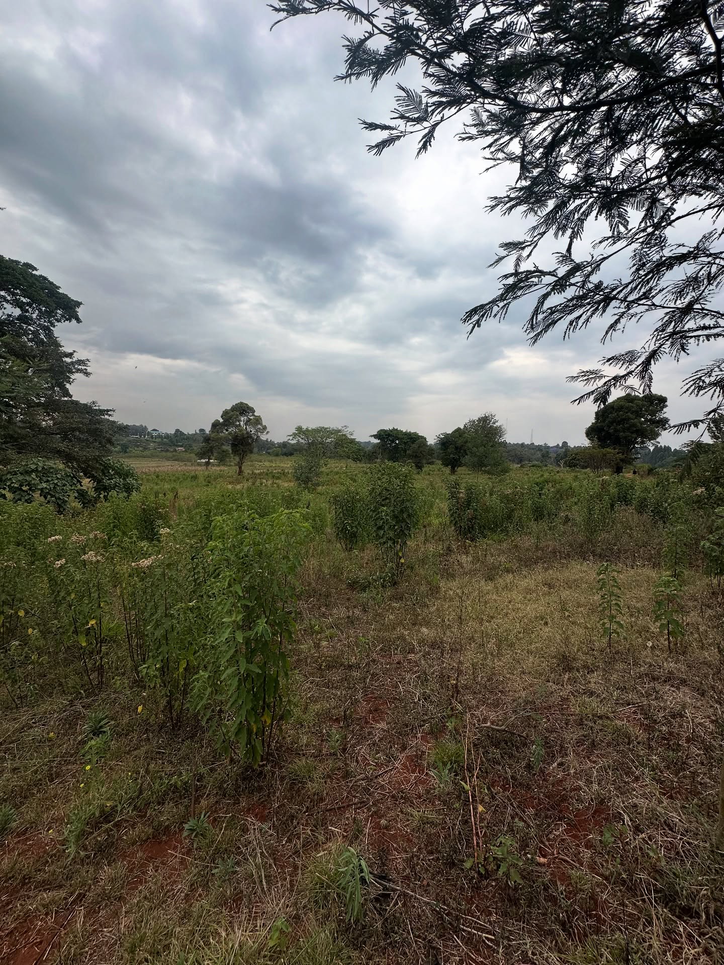 1/4. Acre plot for sale in Kerarapon Drive