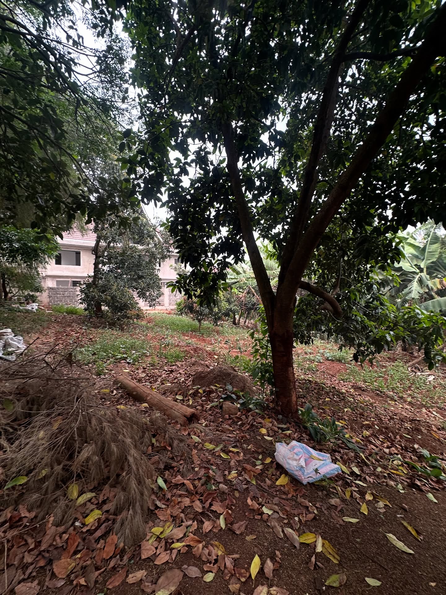 1/4 acre plot for sale in Kerarapon Drive Image
