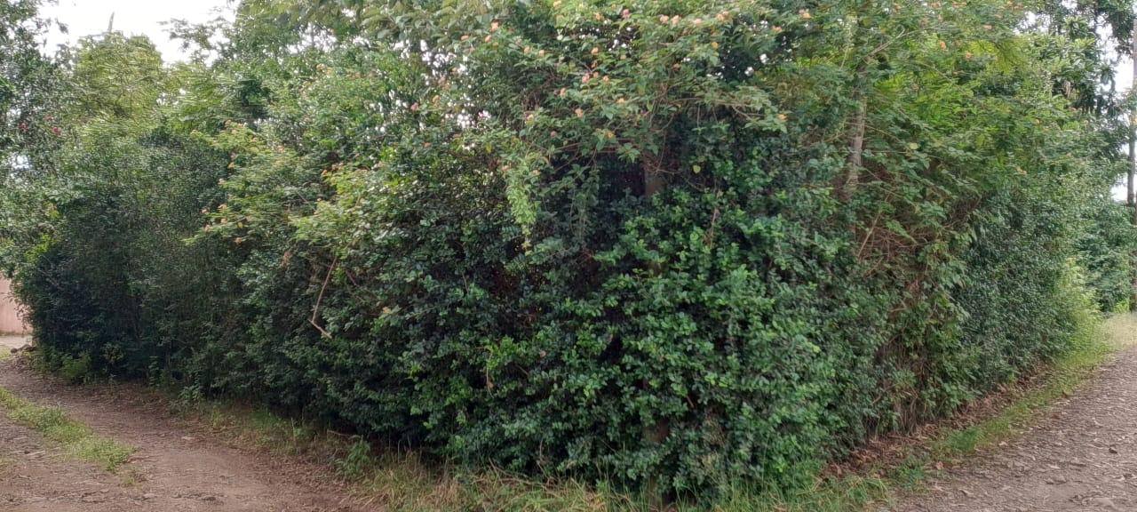 1/4 Acre plot for sale in ngong, olepolos