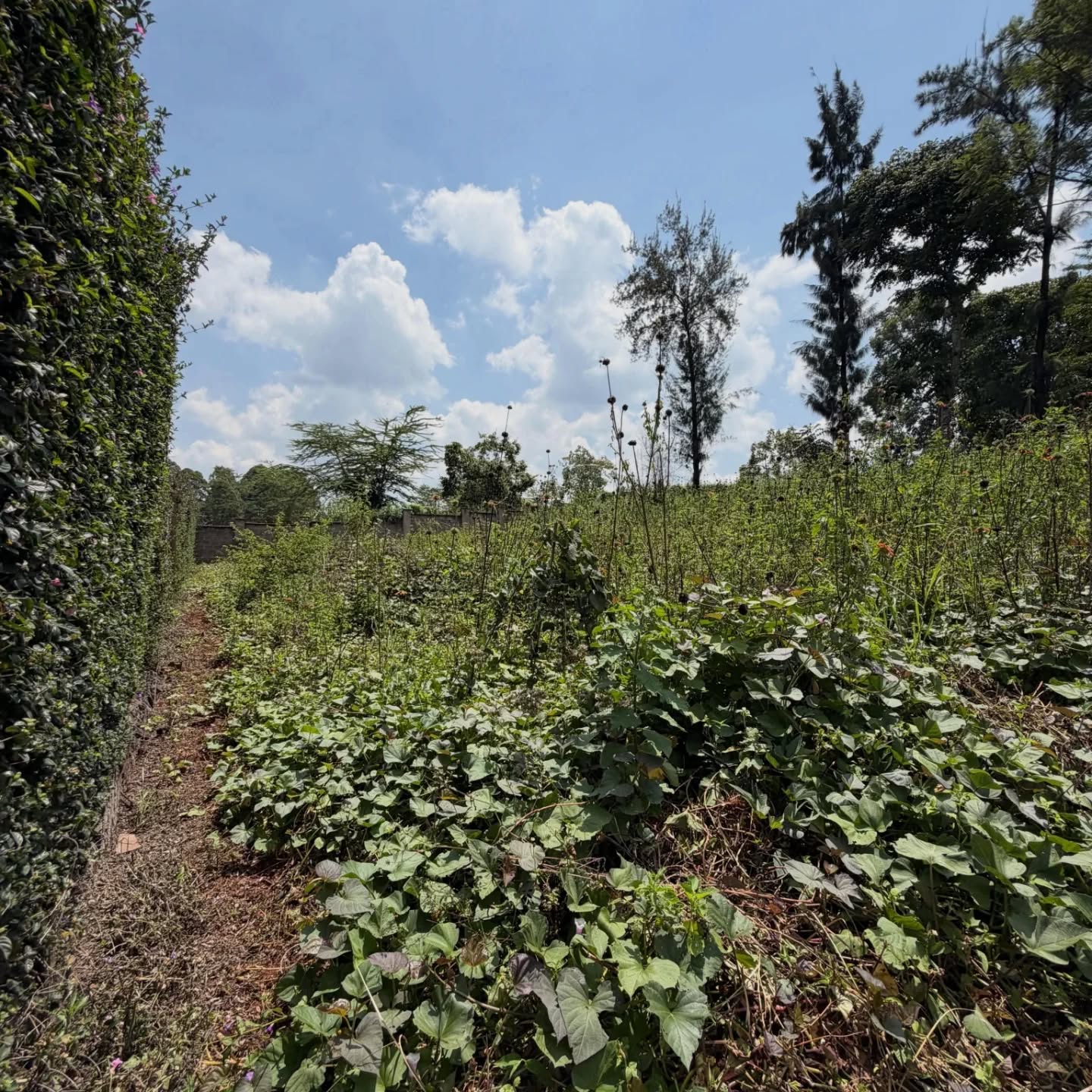 1/4 Acre Plot for Sale in Runda