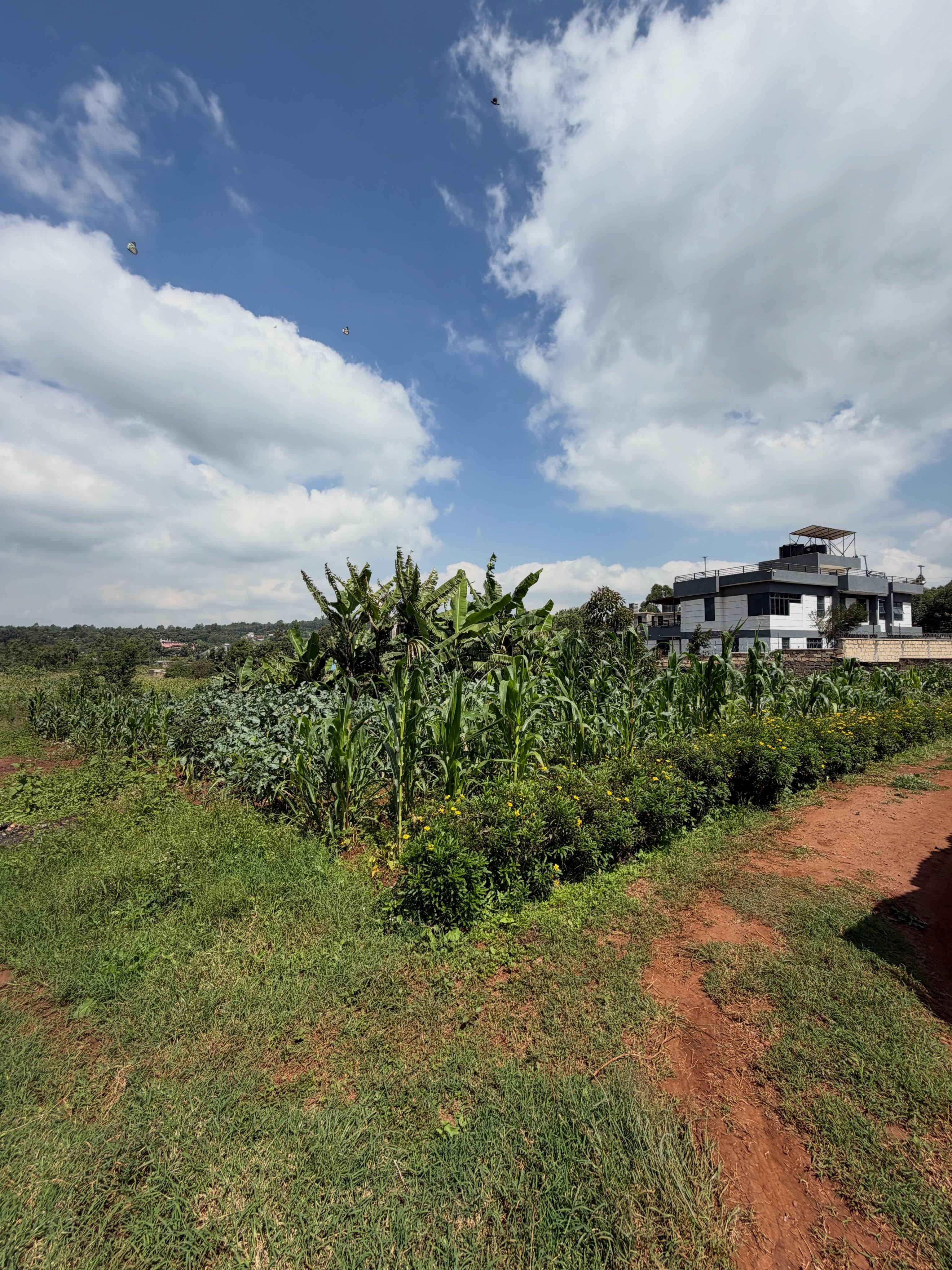 1/4 Acre Plots for Sale in Rose Gate, Kikuyu