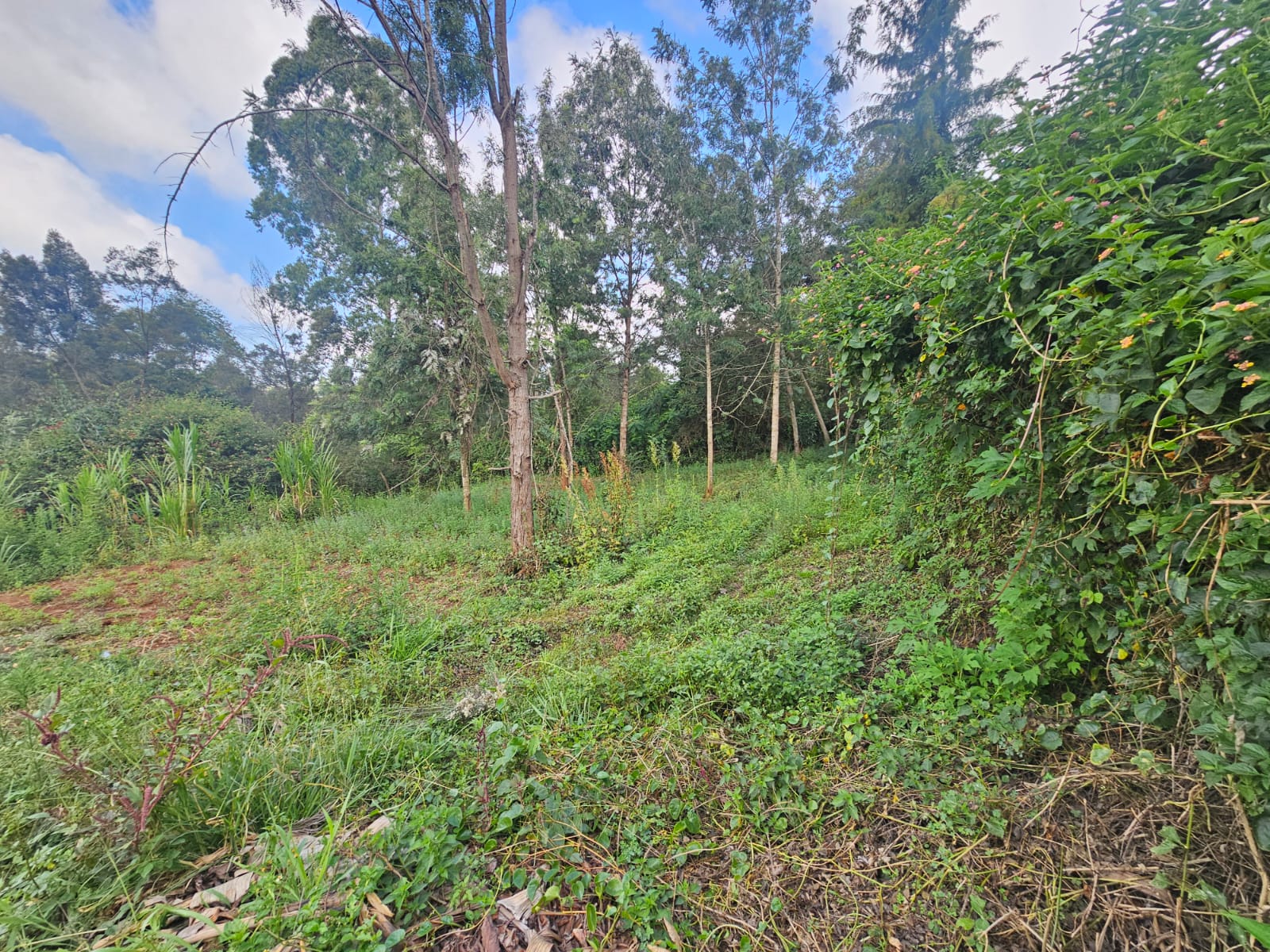 1/4 acres For Sale in Ngong Forest Line Rd. Image