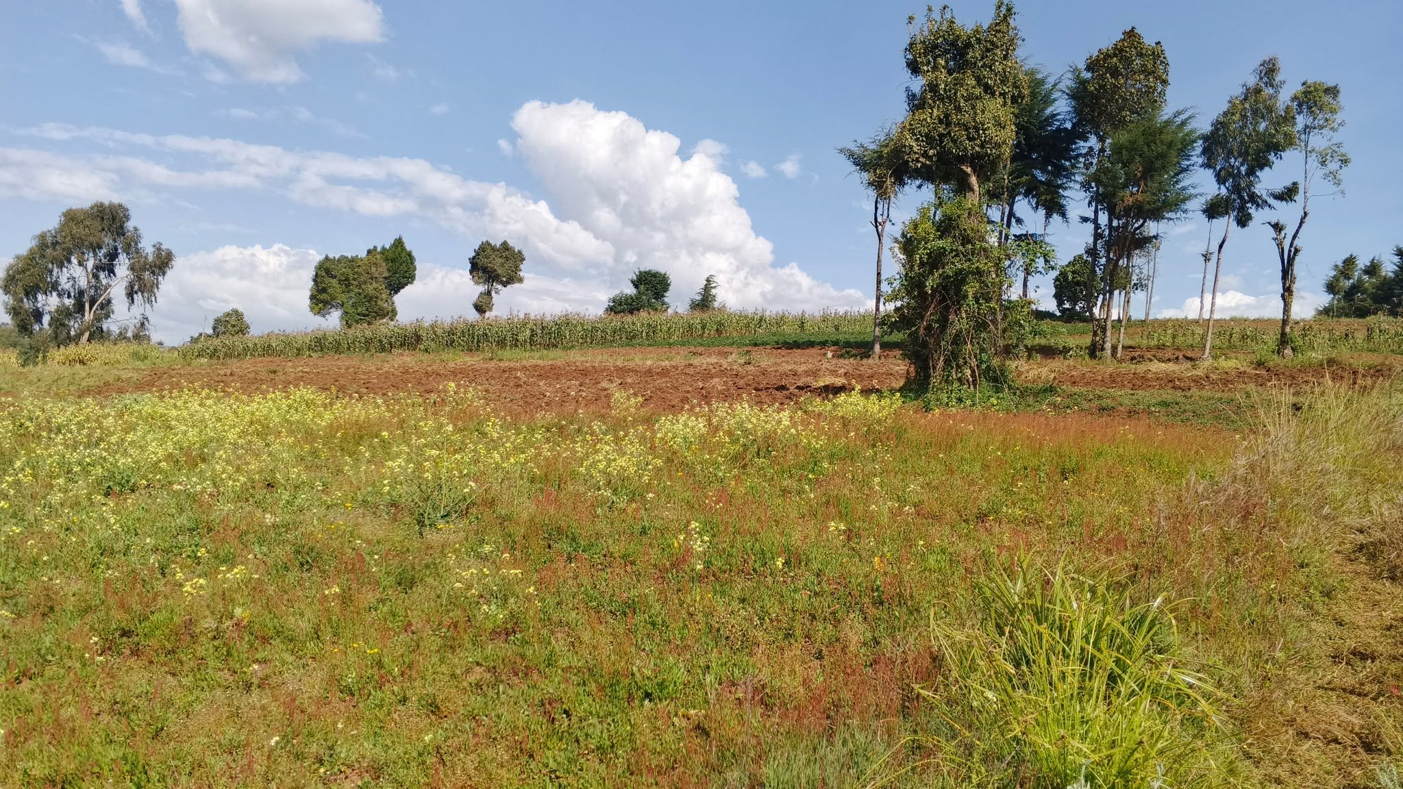 16.5 acre agricultural land for sale in Charagita - Oljororok  Nyandarua County. Image