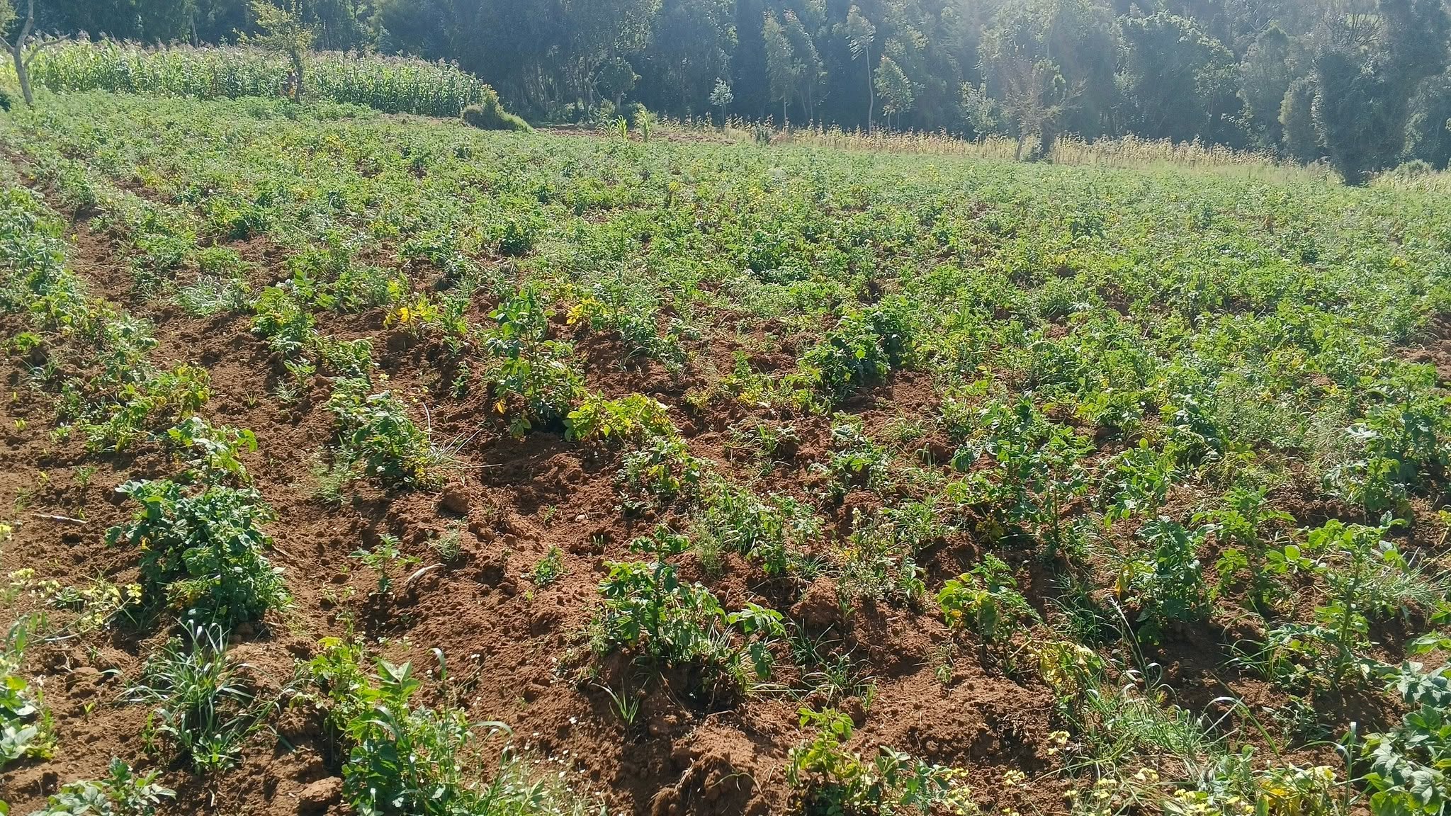 16.5 acre agricultural land for sale in Charagita - Oljororok  Nyandarua County.