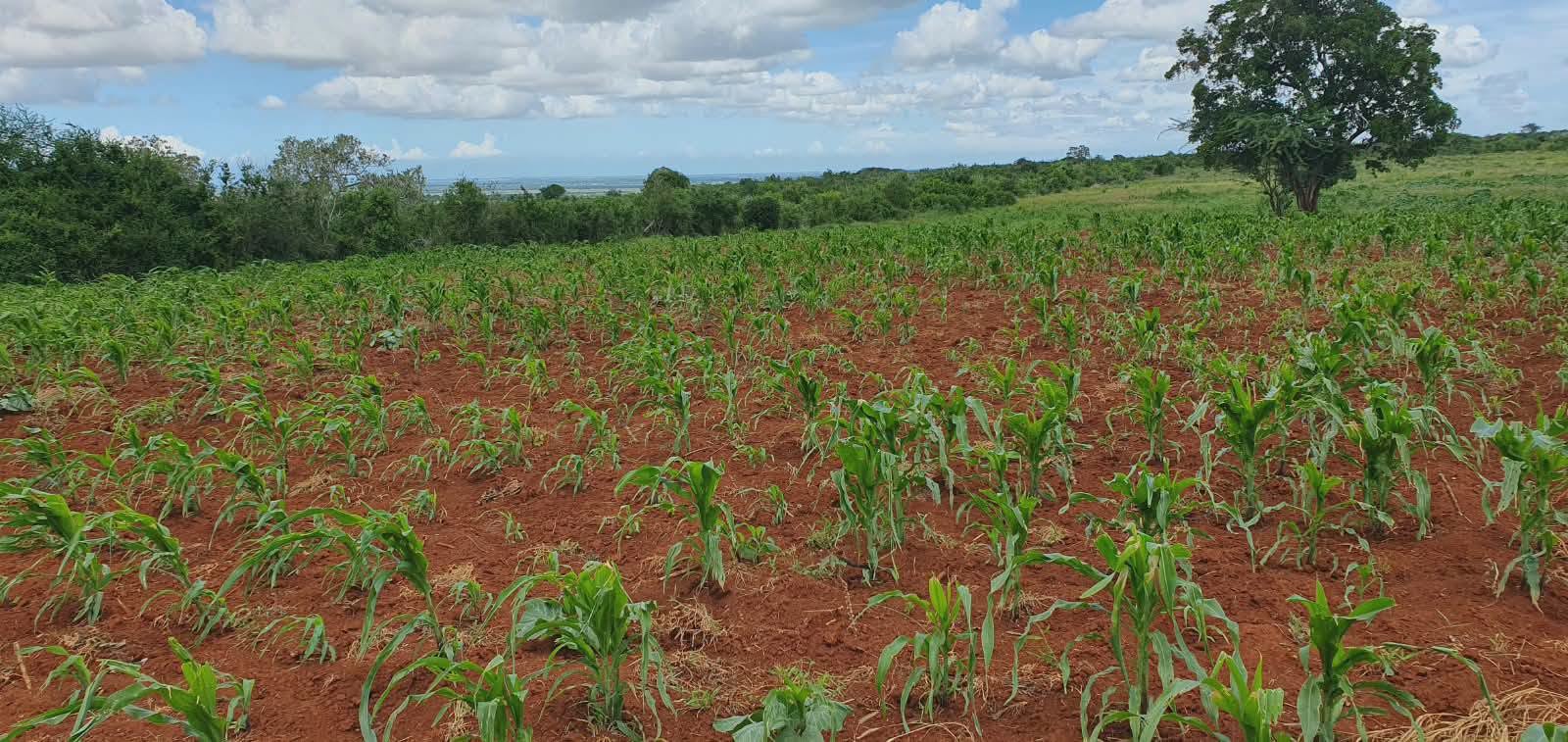 2 acre land for sale in malindi Image