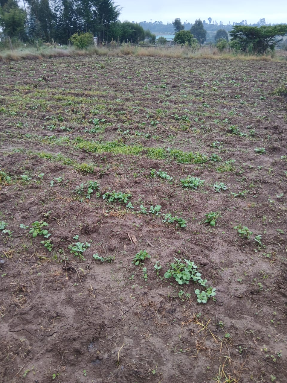 2 acre land for sale in Nyandarua Kaimbaga Image