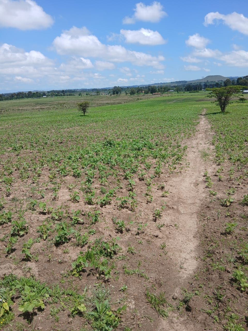 2 acre land for sale in Nyandarua Kaimbaga