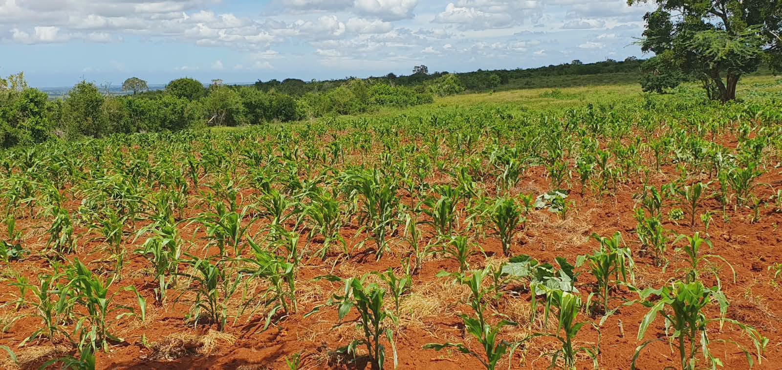 2 acre plot for sale in malindi