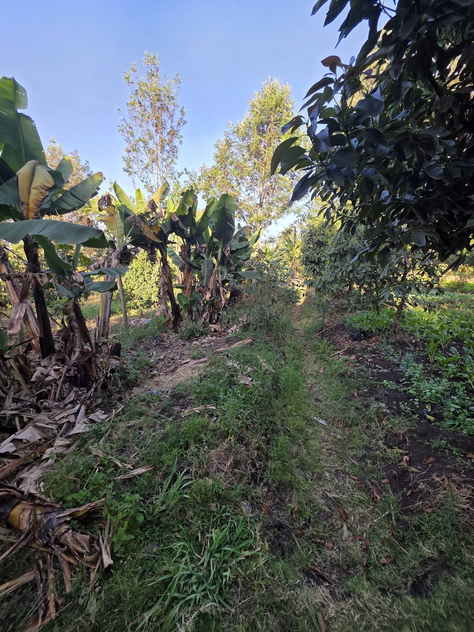 2 Acres for Sale in Ngong – Olkeri Image