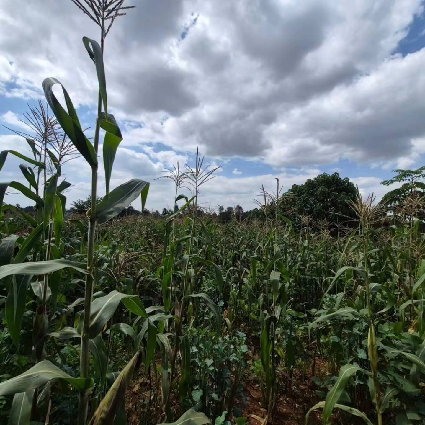 2 Acres Land for Sale At old runda Image