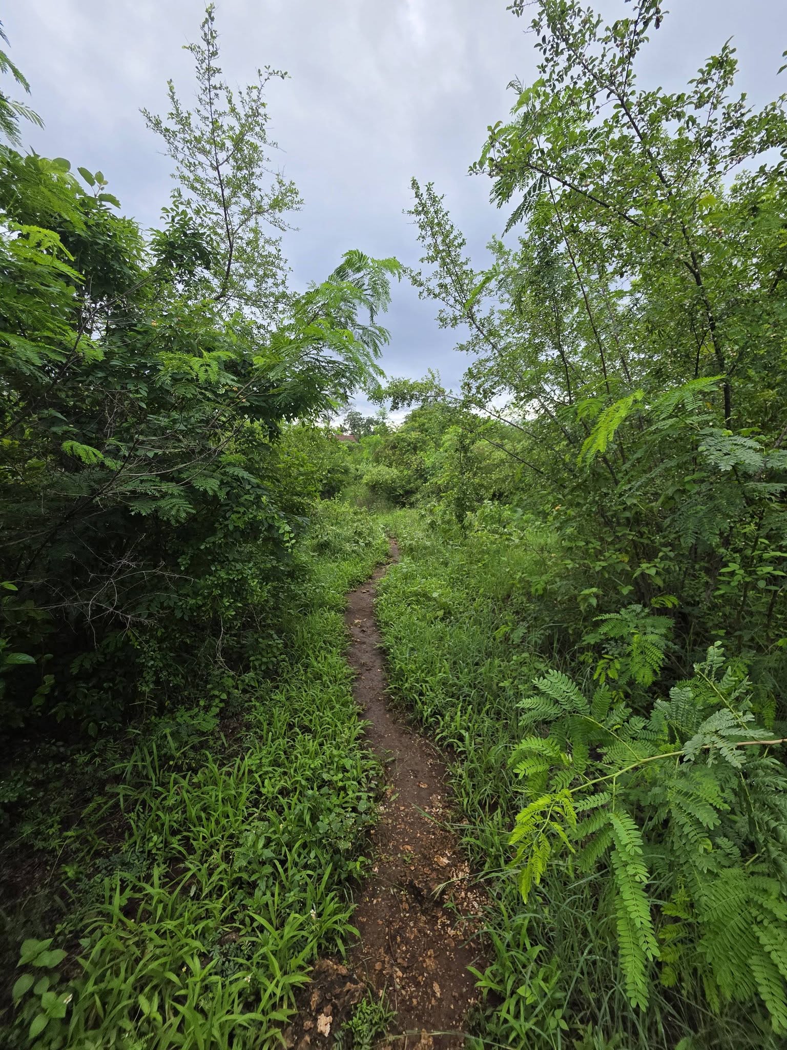 2 pieces of 1/4 acre plots for sale in Diani, behind Sunderowner off Beach Road. Image