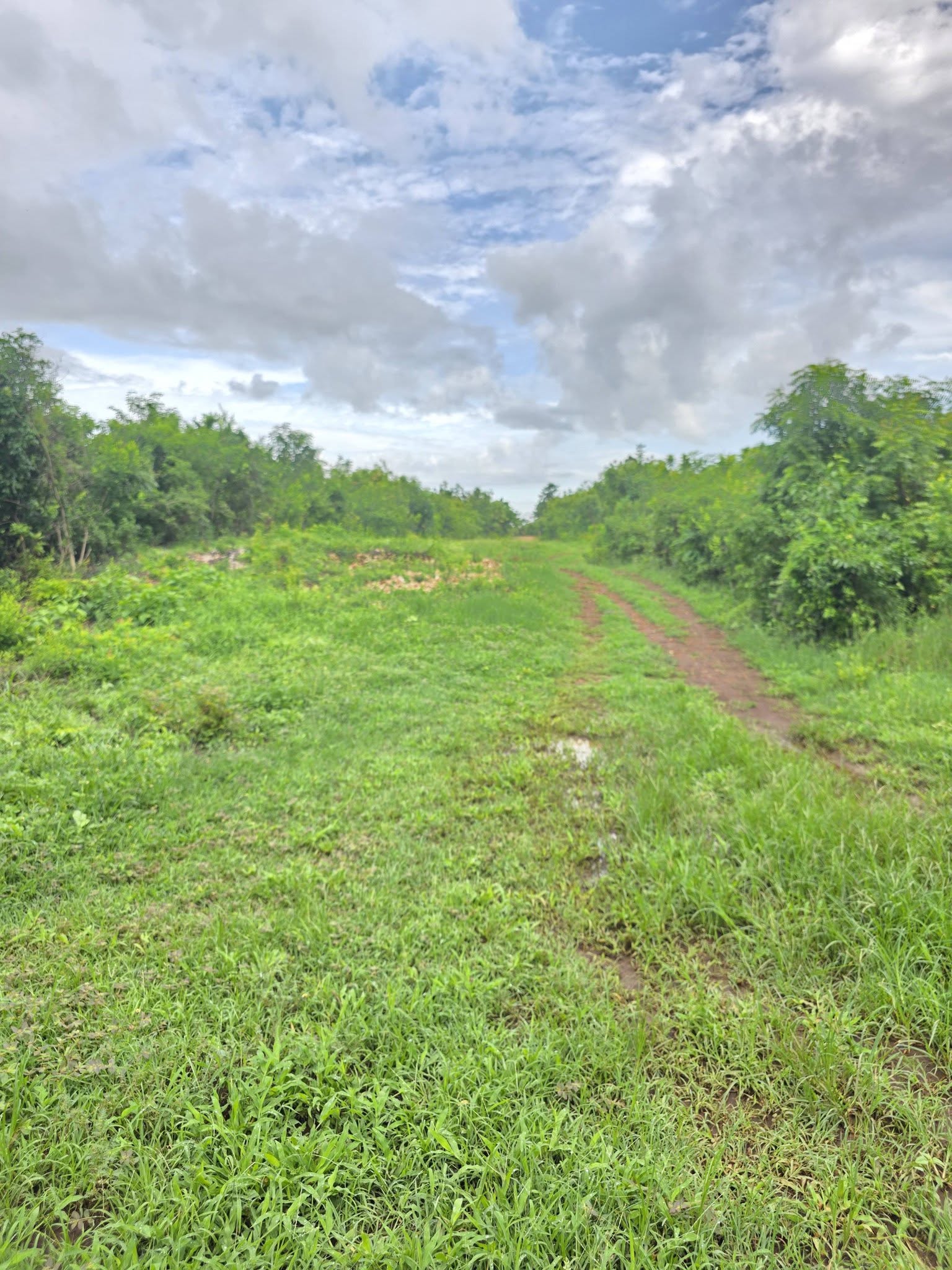 2 pieces of 1/4 acre plots for sale in Diani off Beach Road, behind Galu Inn. Image