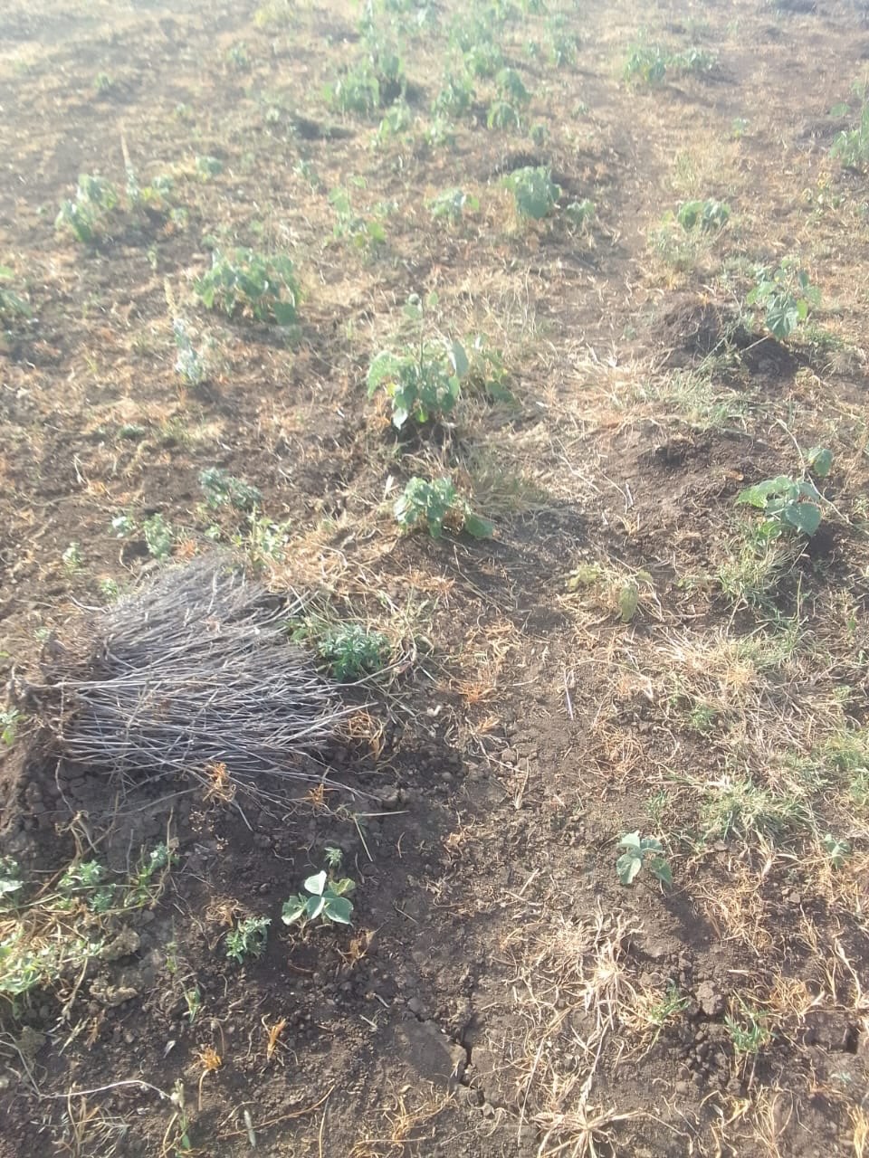 200 Acres Virgin Land For Sale in Makindu, Makueni County Image
