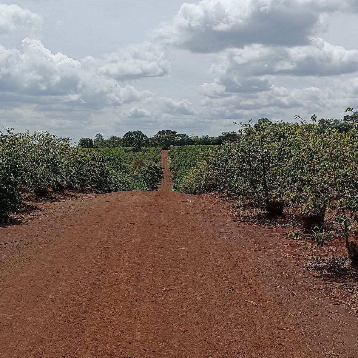 2000 acres of coffee estate for sale in Kiambu county.