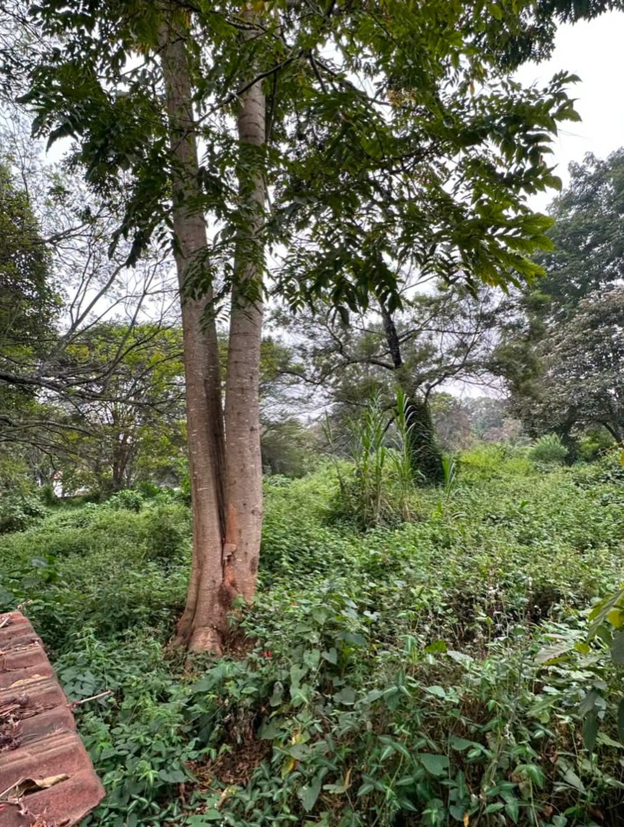 2.1-Acre Prime Development Land for sale in Spring Valley Image