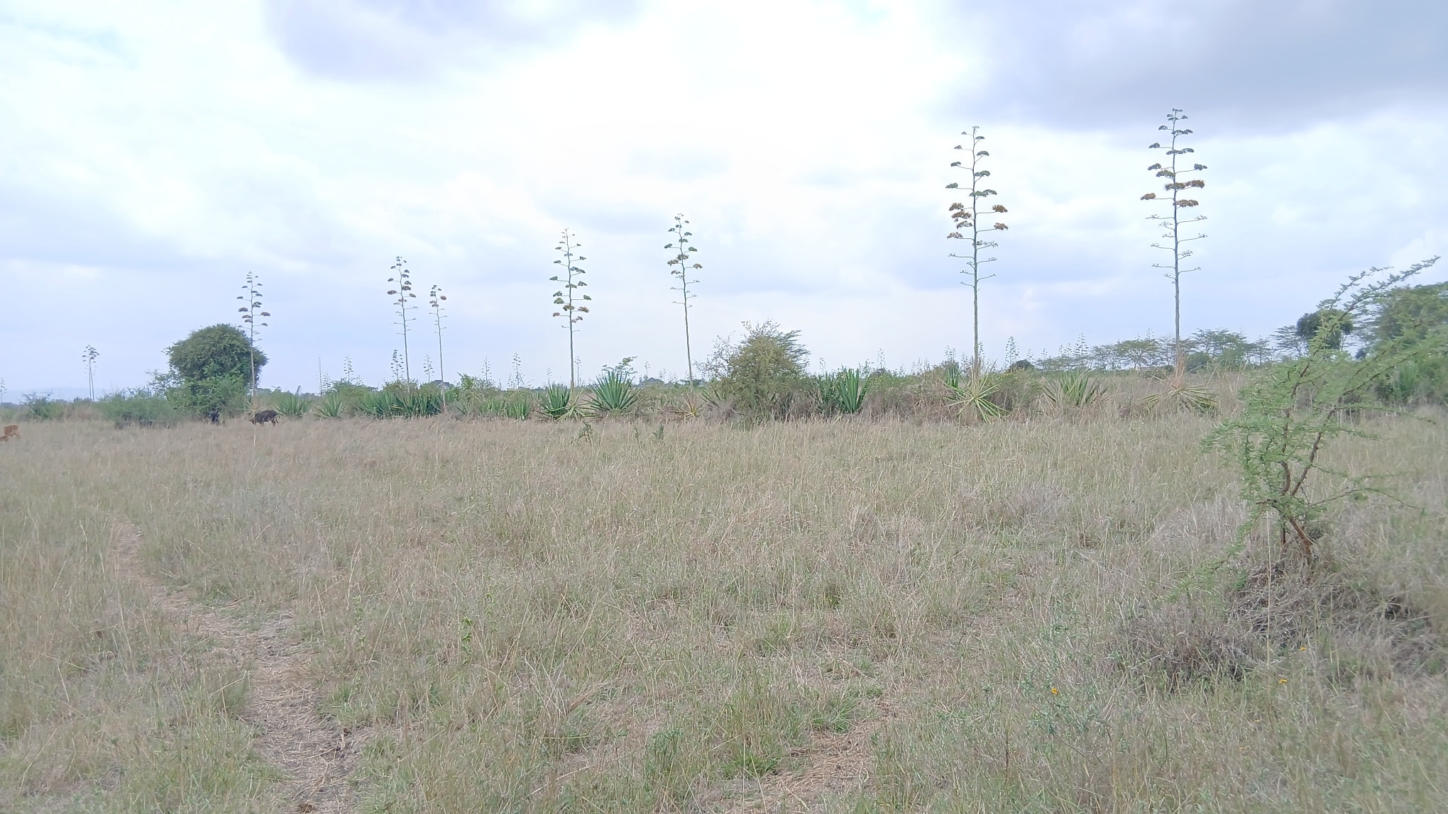 23 Acres for Sale Near Katani (Accessible via Utawala) Image