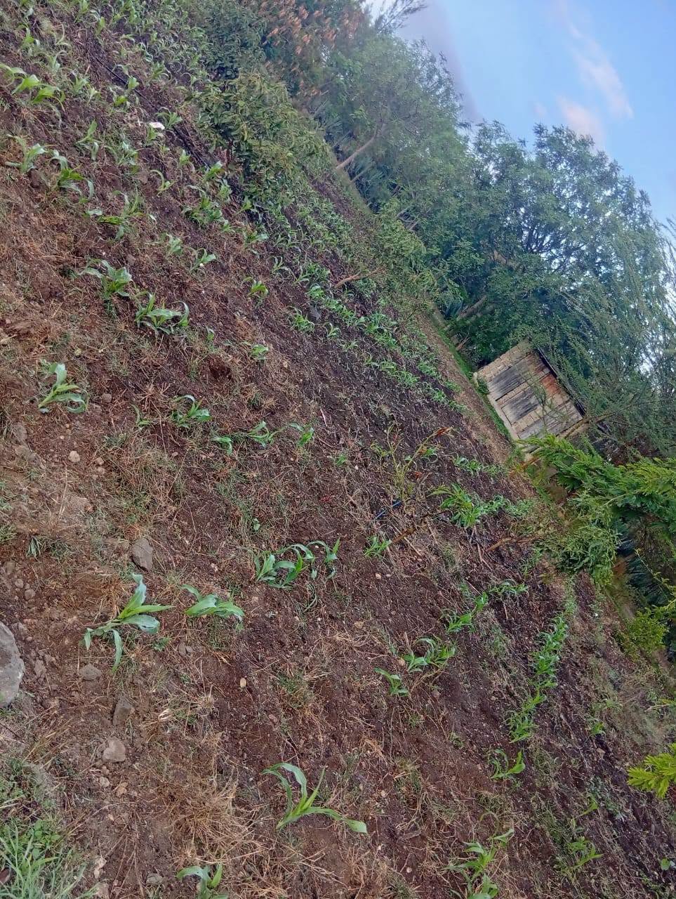 2.4 acre land for sale in kamulu, malaa Image