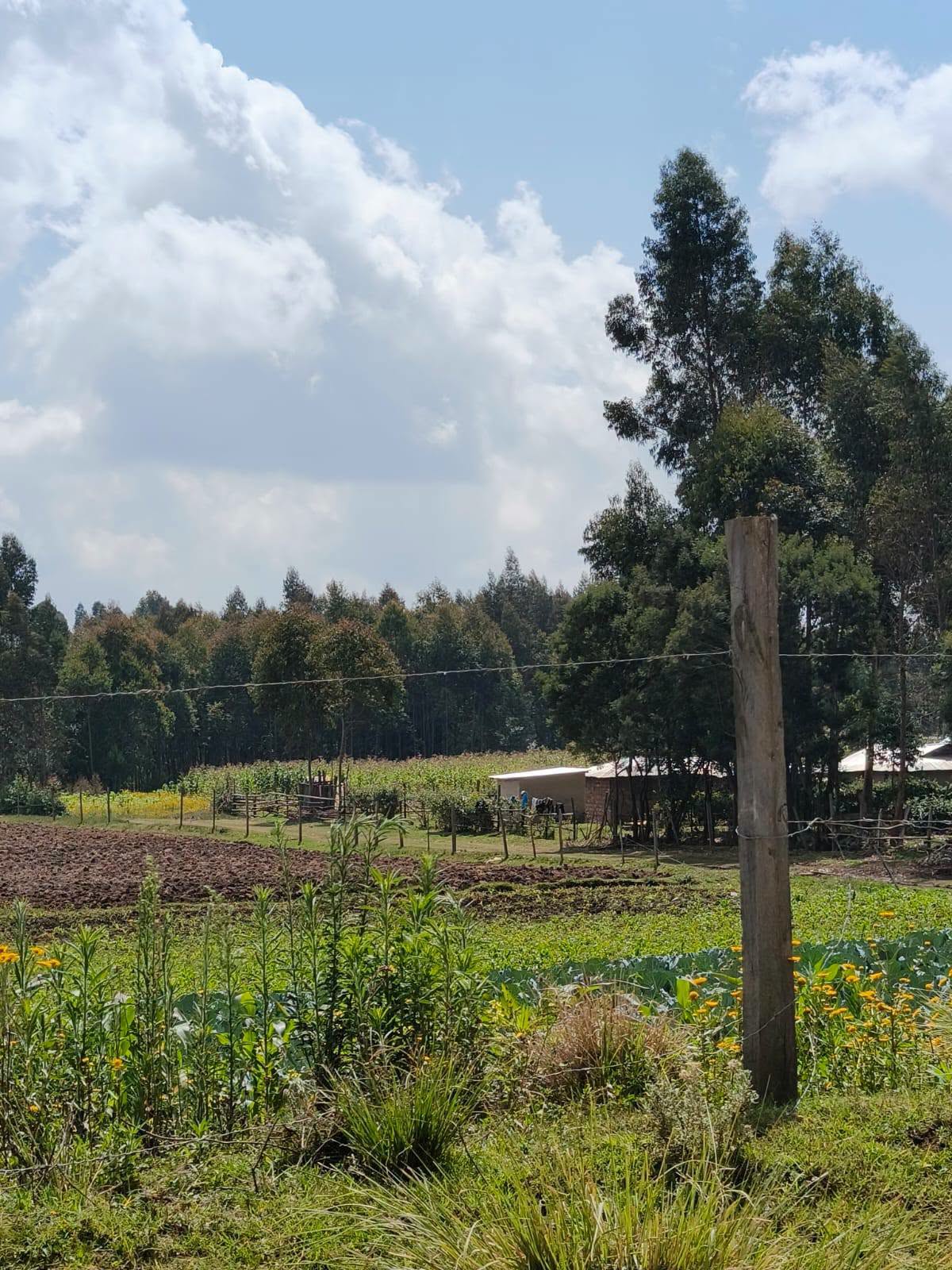 24 acres agricultural land for sale in molo, Murchorwe( Kuresoi South ) Image