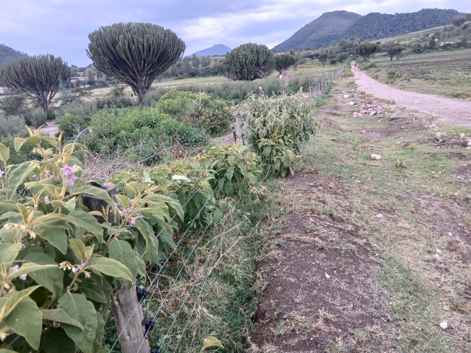 24 acres land on sale in naivasha, kongoni Image