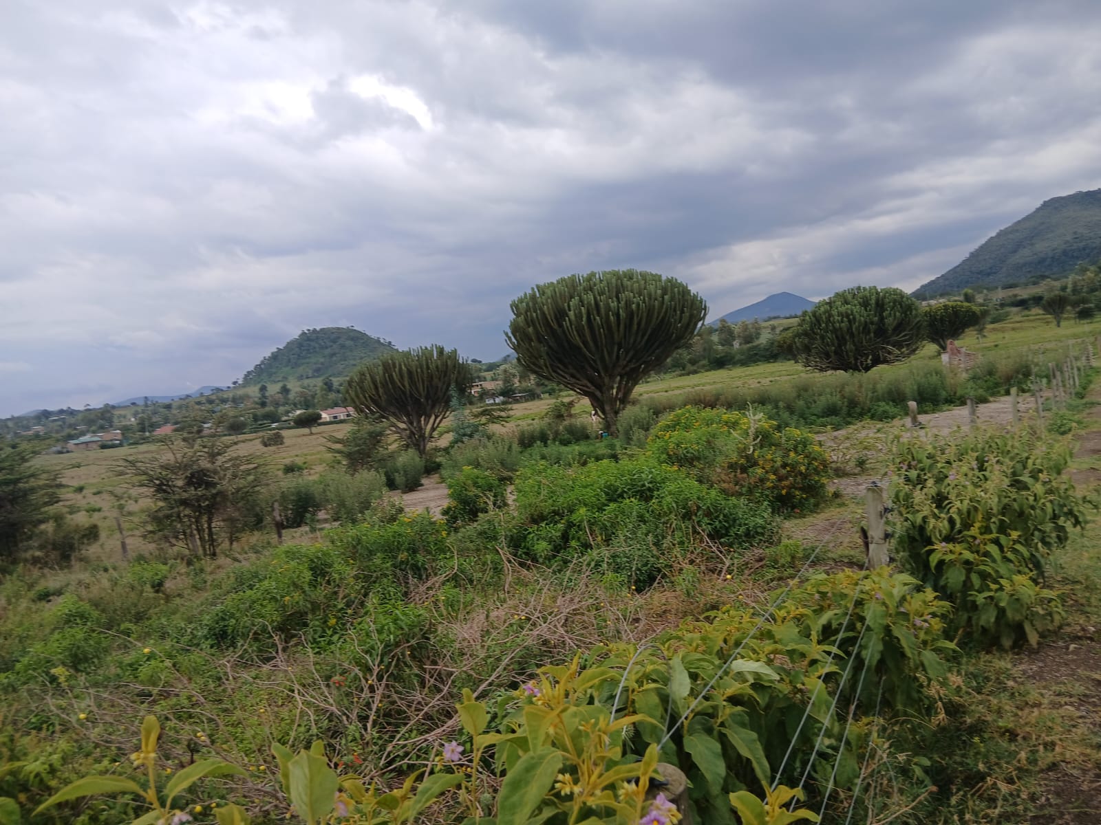 24 acres land on sale in naivasha, kongoni