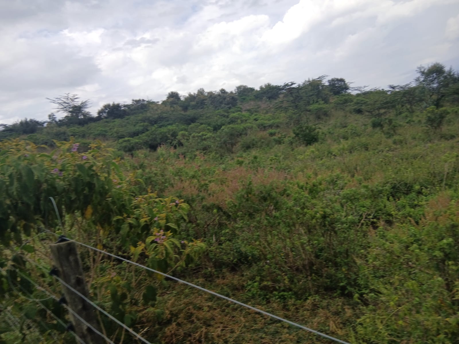 24 acres land on sale in naivasha, kongoni Image