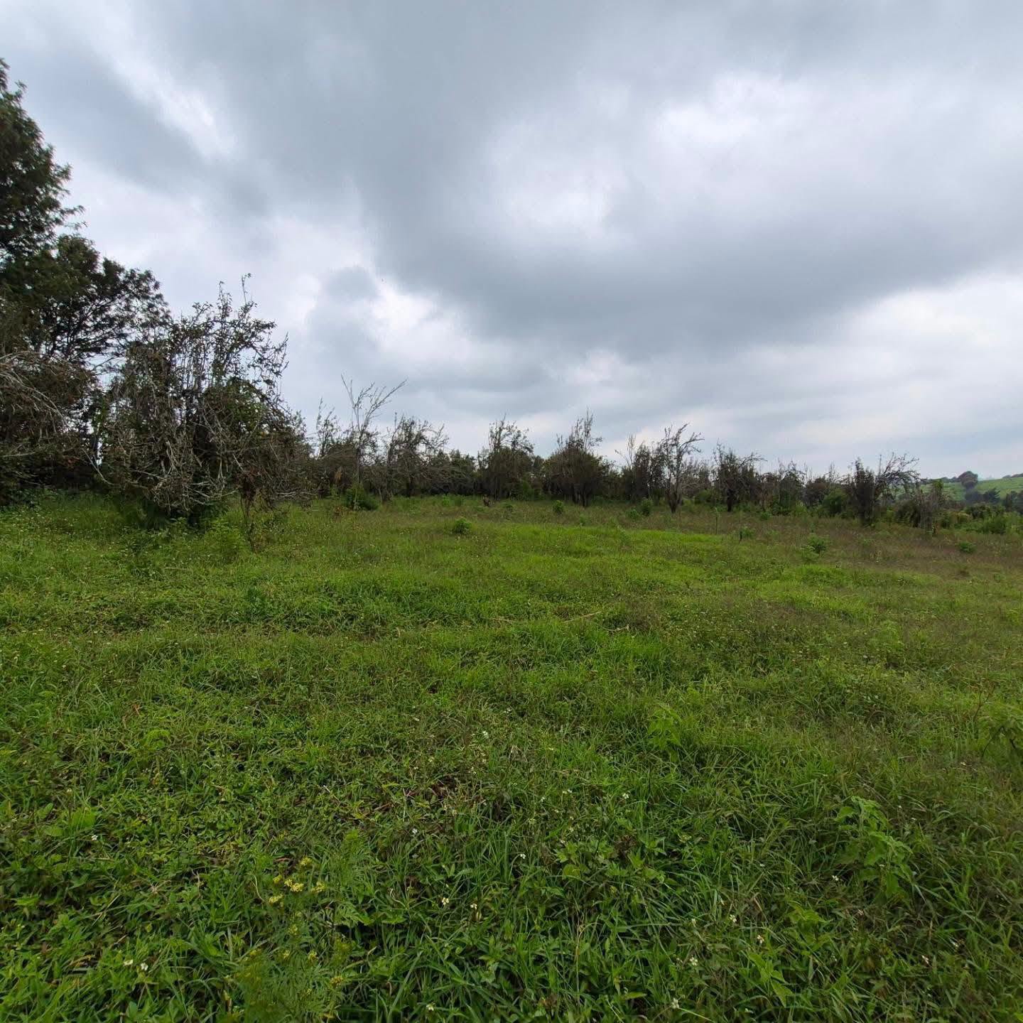 3 Acres of Land For Sale in Tigoni,Limuru Image