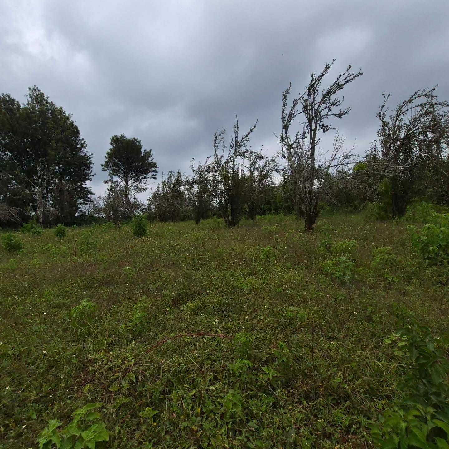 3 Acres of Land For Sale in Tigoni,Limuru