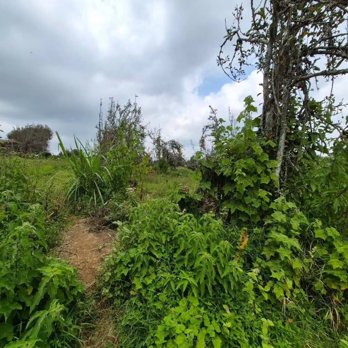 3 Acres of Land For Sale in Tigoni,Limuru