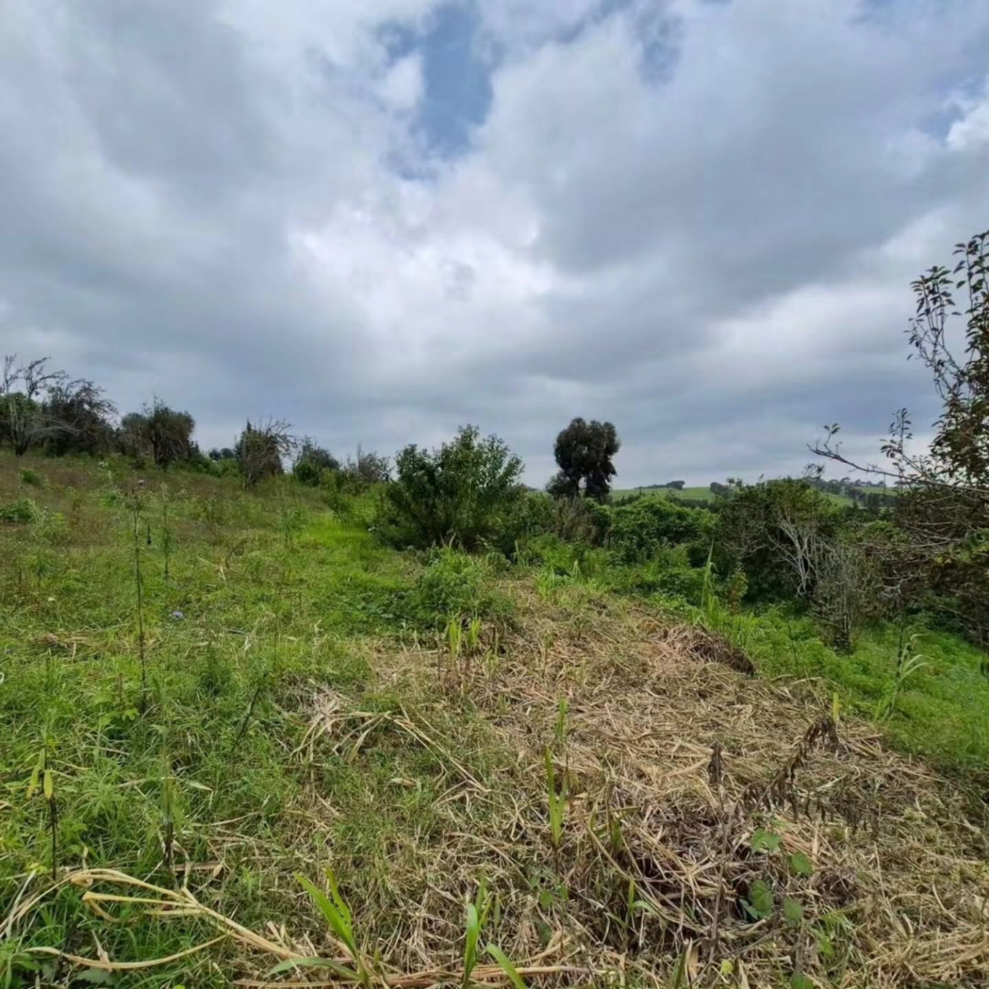 3 Acres of Land For Sale in Tigoni,Limuru Image