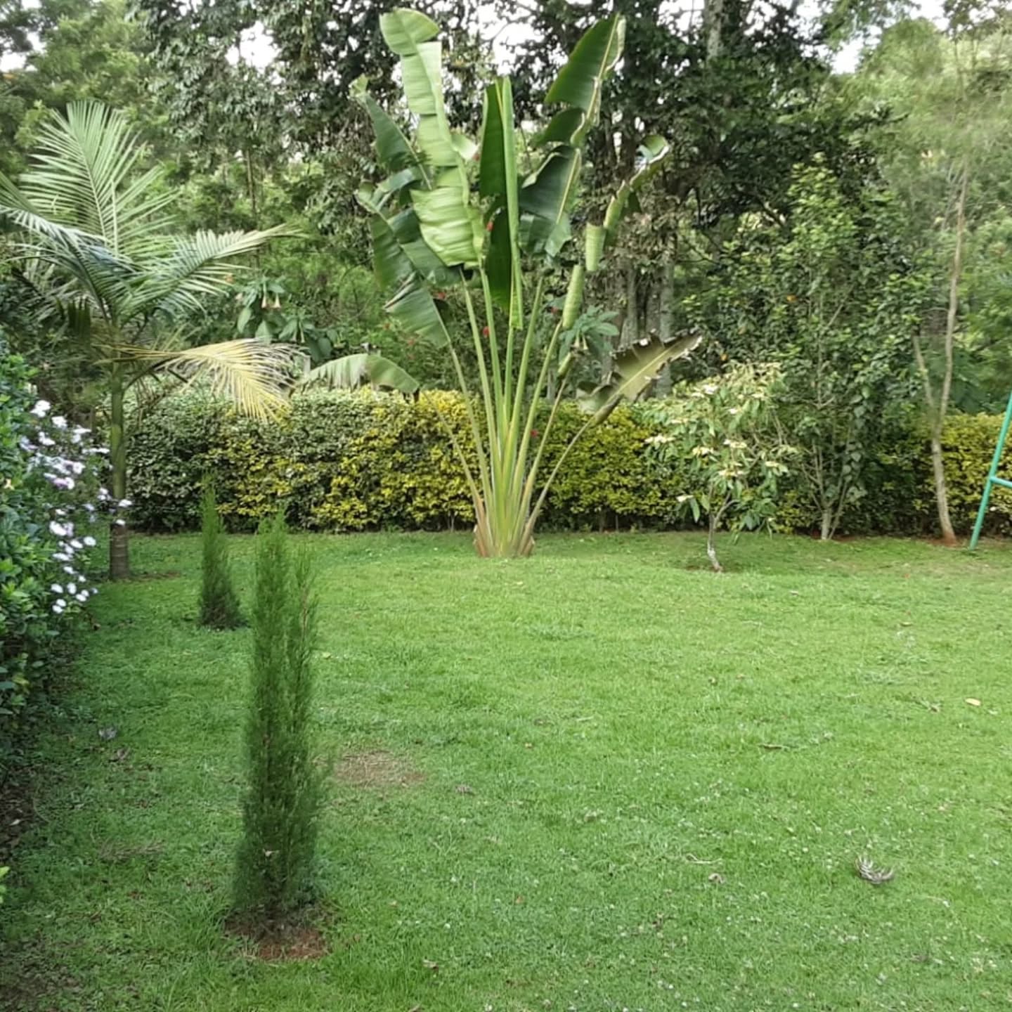 3 Bedroom Bungalow For Rent in Tigoni Image