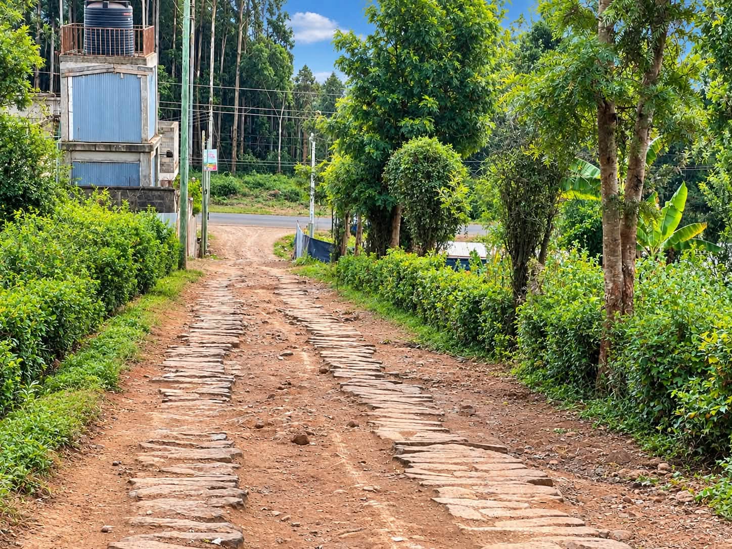 3 Prime 100×100 Plots for Sale – Muguga