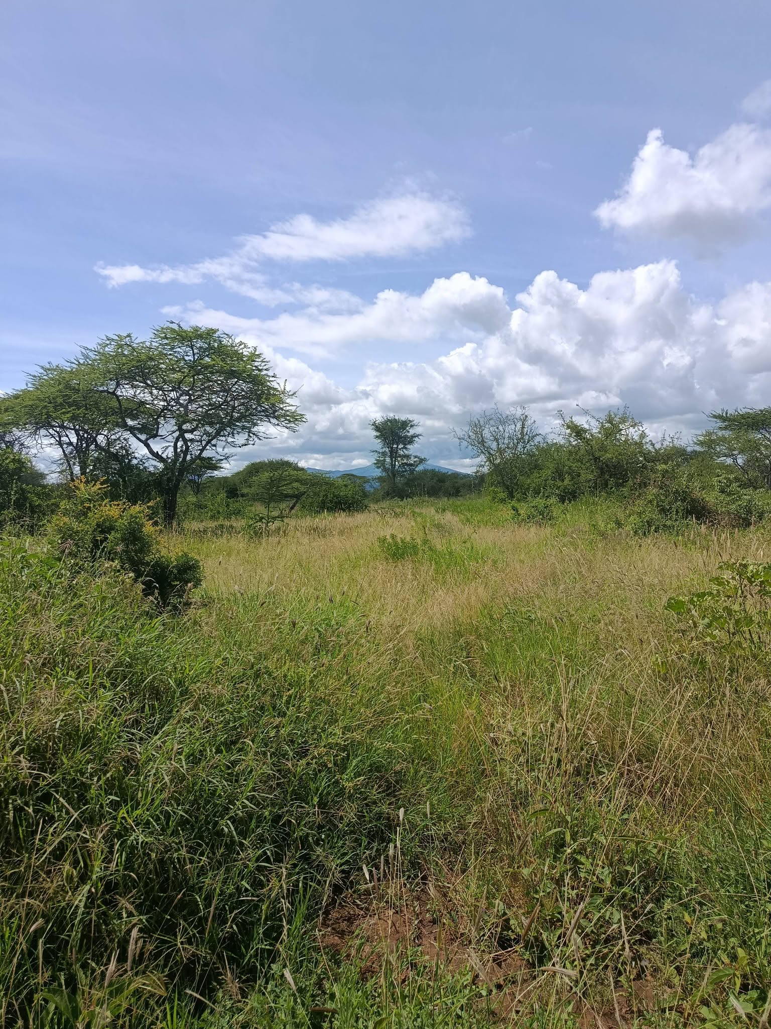300 acre land for sale in Kajiado Ngata'taek