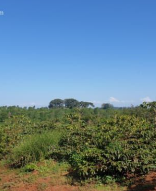 300 acres (coffee) land for sale in Ruiru