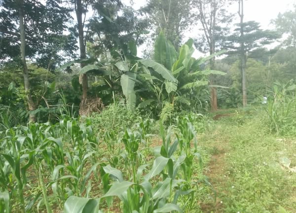 3.2 Acres Land on Sale  in Karen