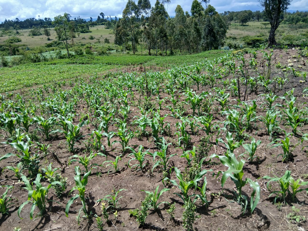 3/4Acre land on Lease Touching Muhuri Near dagorretti Center. Image