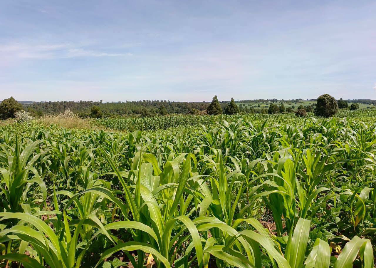 35 acres agricultural land for sale in Ololulunga, Olepolos Area in Narok County .
