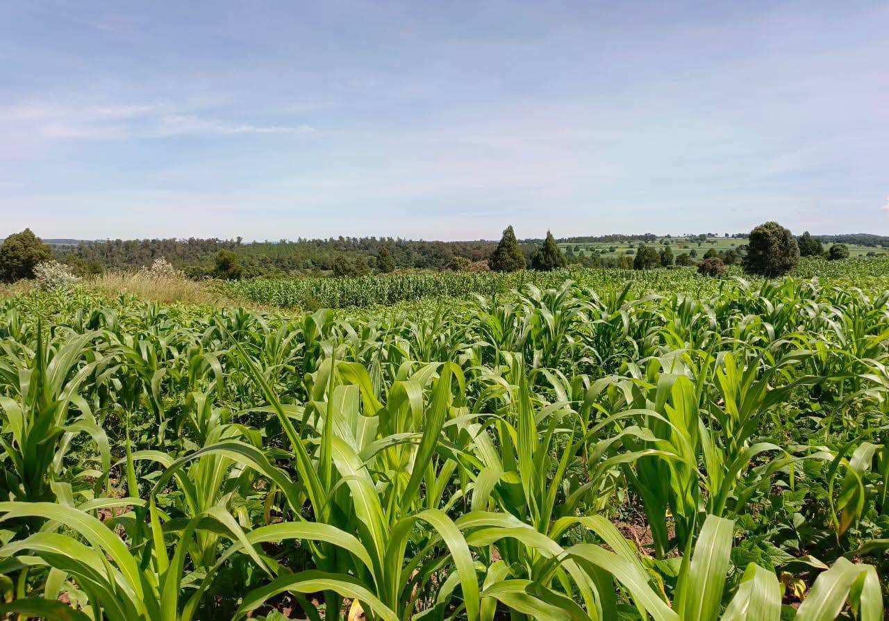35 acres agricultural land for sale in Ololulunga, Olepolos Area in Narok County . Image