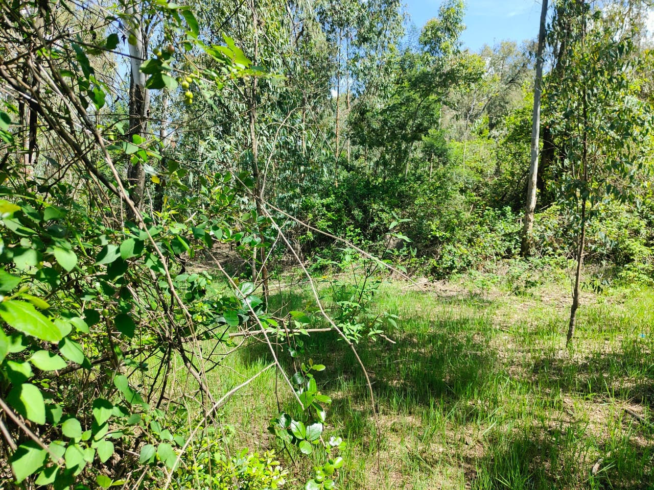 3.5 Acres For Sale in Karen