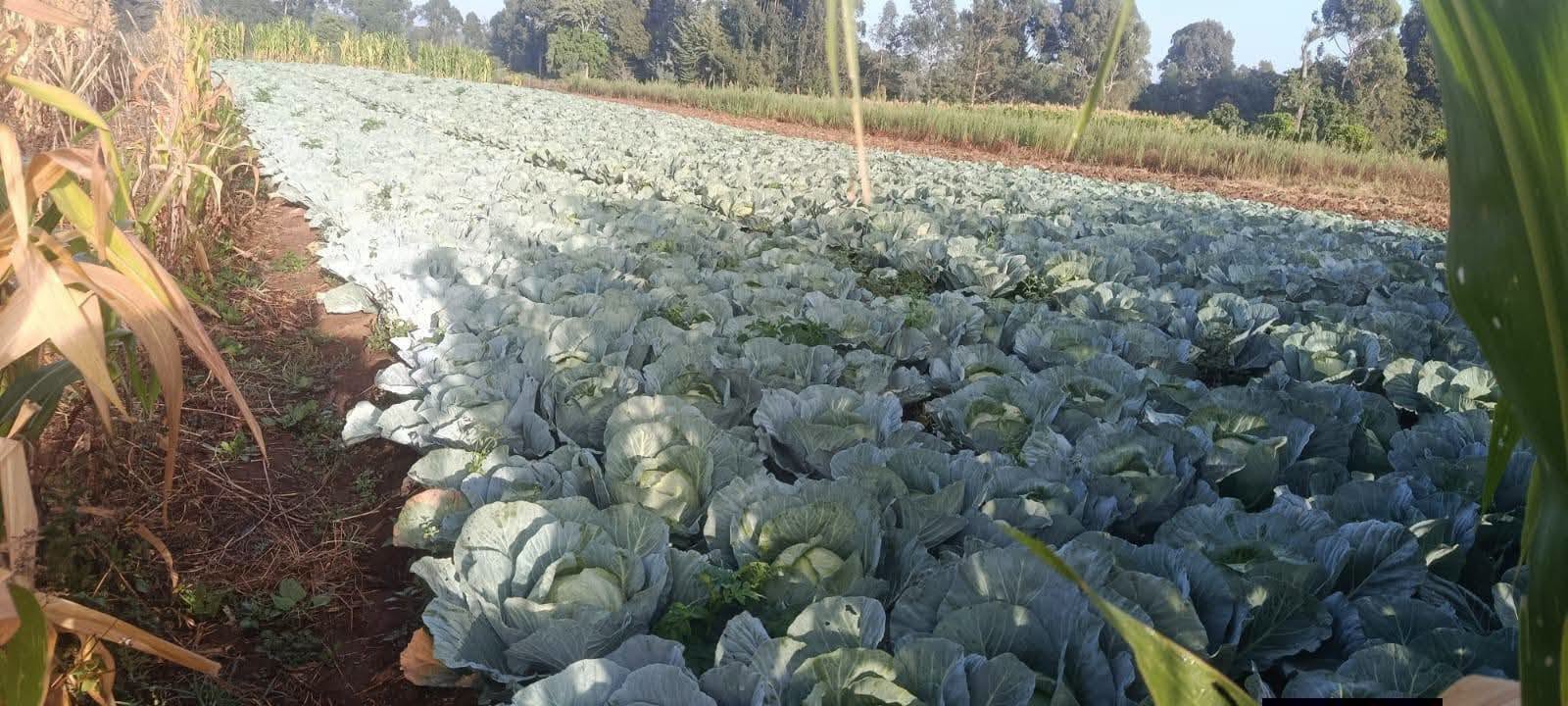 40 acres agricultural land for sale in jikaze, laikipia