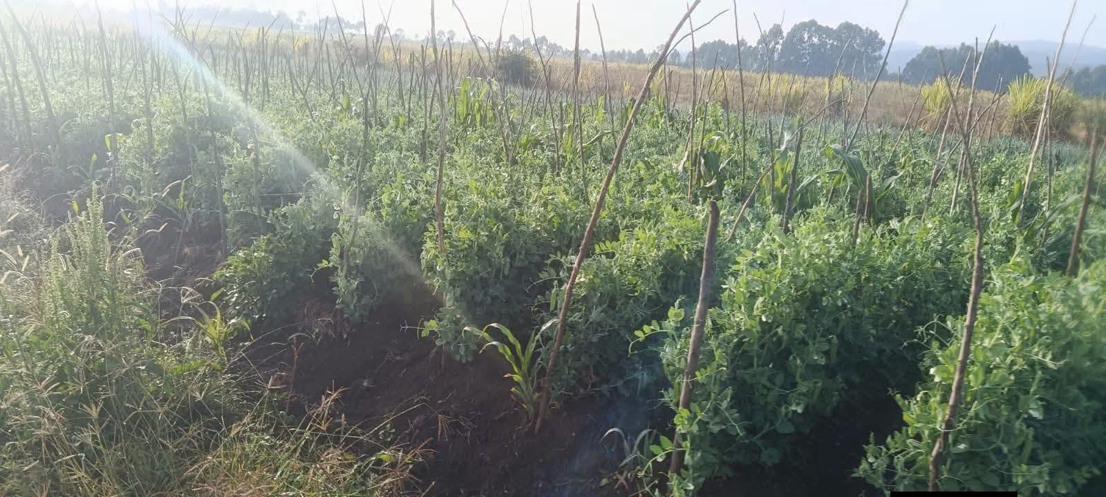 40 acres agricultural land for sale in jikaze, laikipia Image