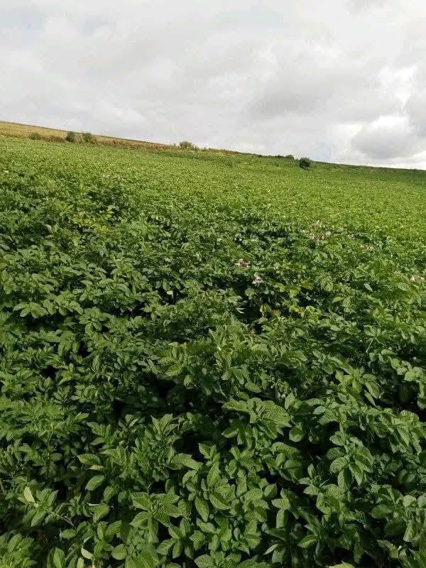 40 acres agricultural land for sale in Mau Narok, Njoro, Nakuru County Image