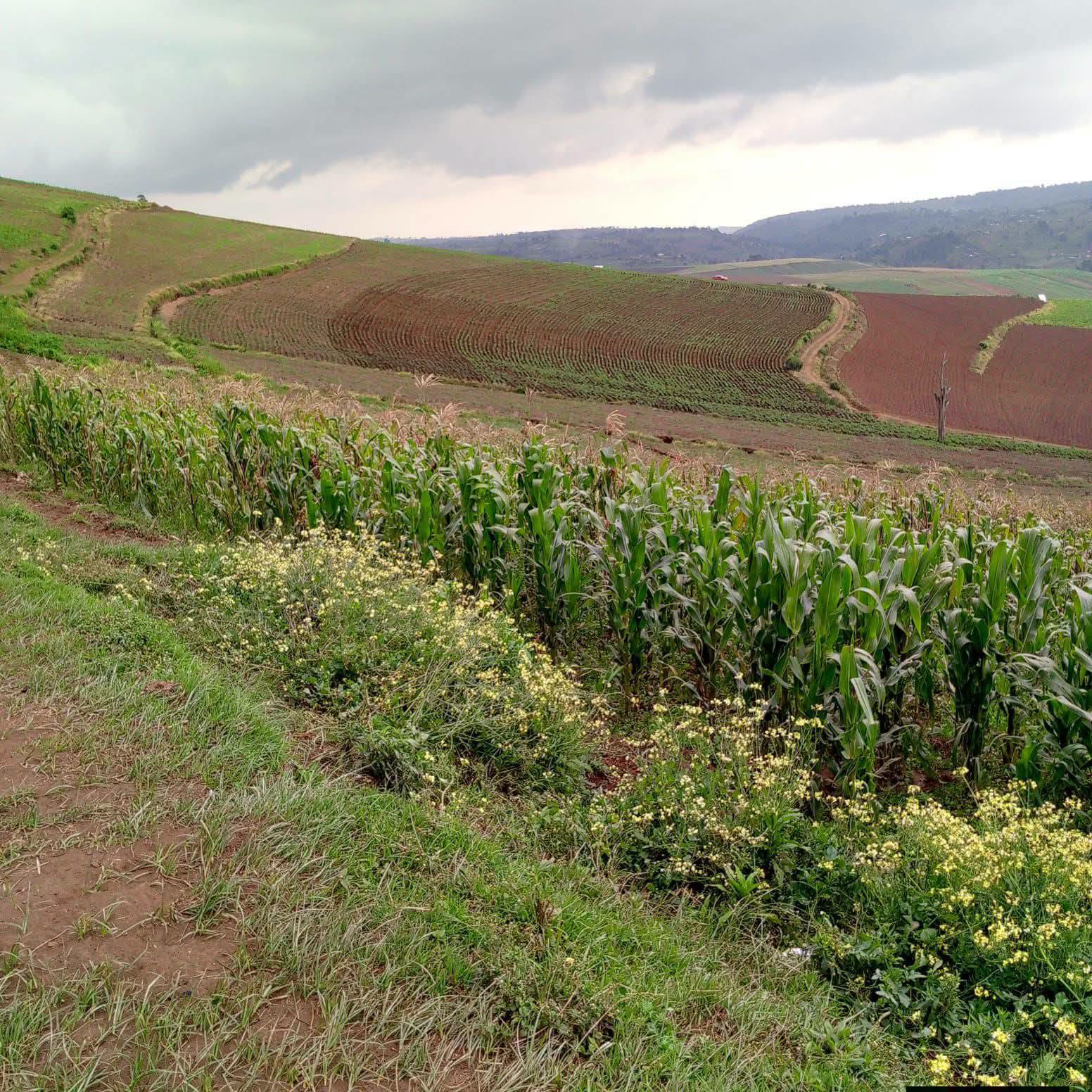40 acres agricultural land for sale in Mau Narok, Njoro, Nakuru County