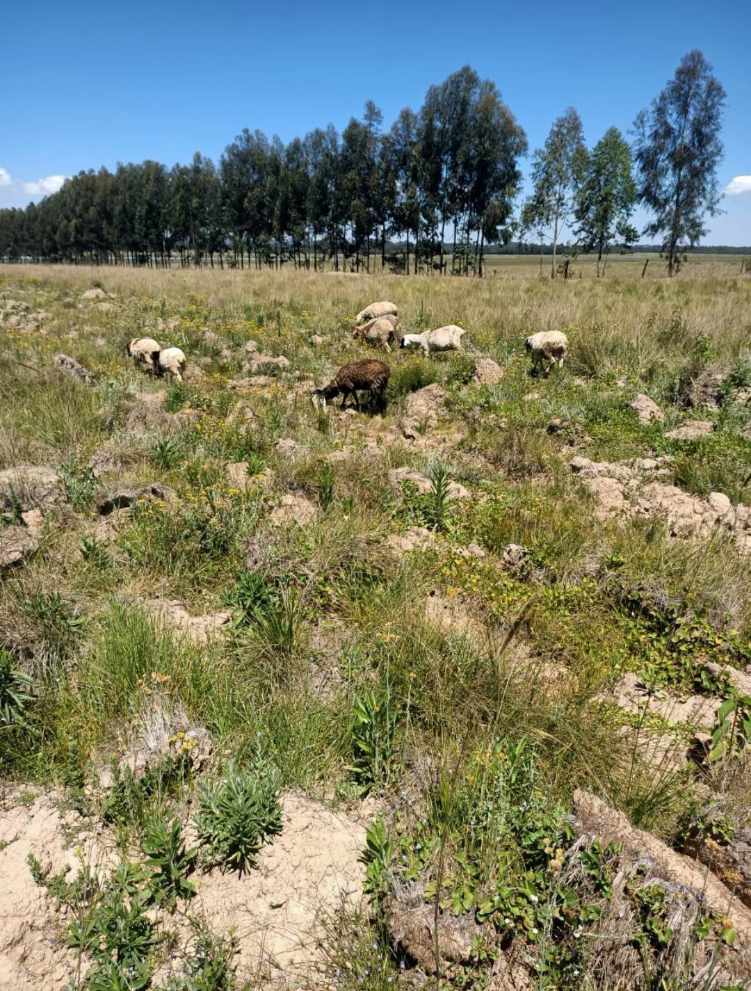 40 acres agricultural land for sale in Nyahururu Maili - Nne. Image