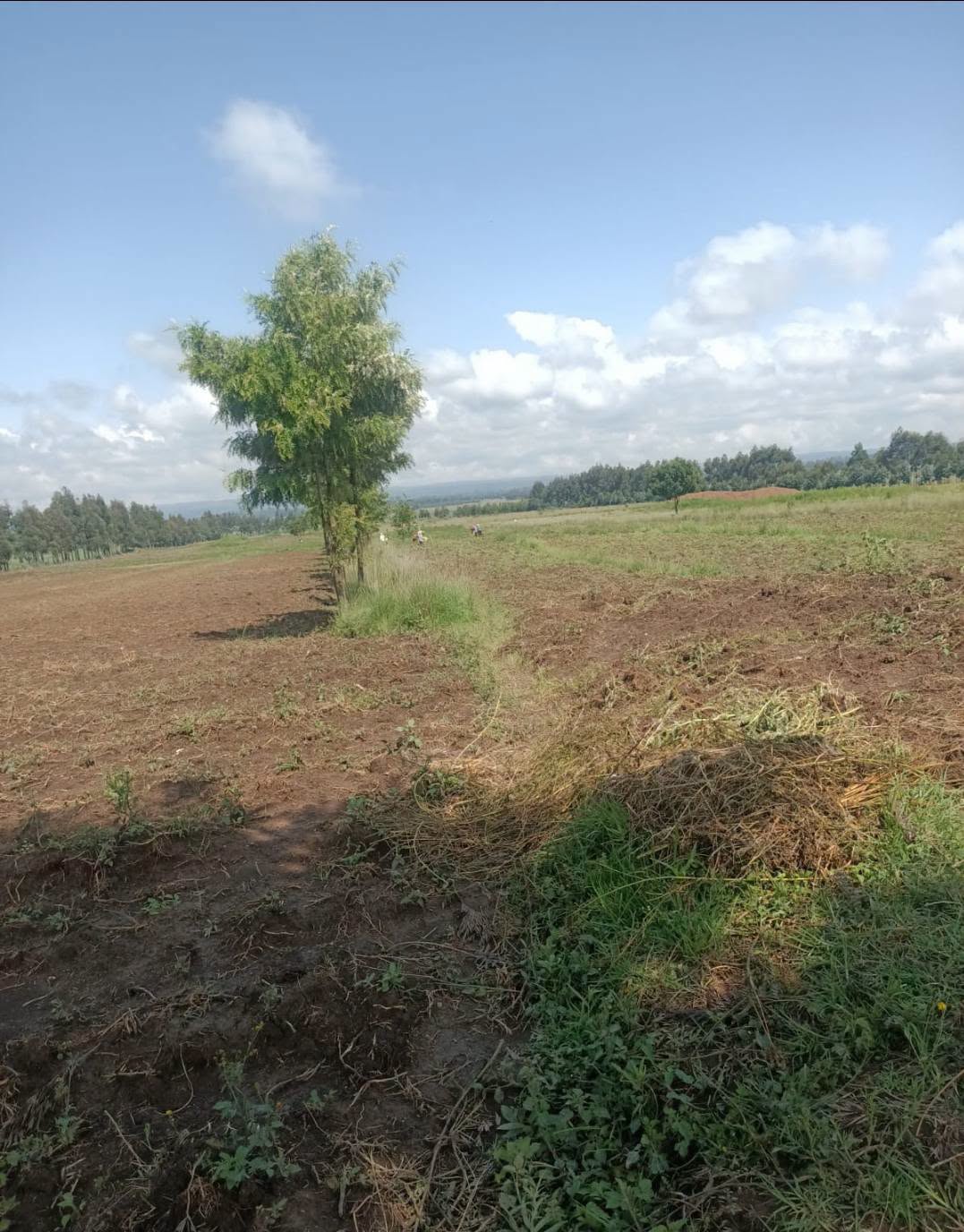 40 acres agricultural land for sale in Nyahururu Maili - Nne.